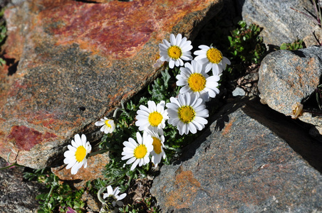 高山菊花。