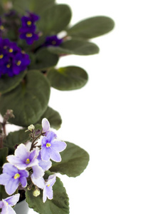 紫色与白色背景上的白色花瓣边缘的非洲紫罗兰