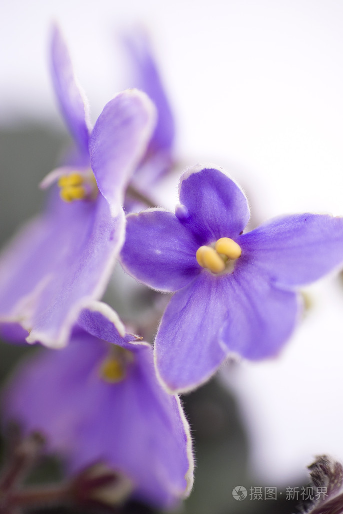 各种紫罗兰花图片大全图片
