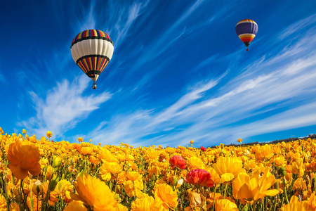 两个巨大的多彩多姿的气球在云层上缓慢地飞行在花园毛茛的盛开的田野上