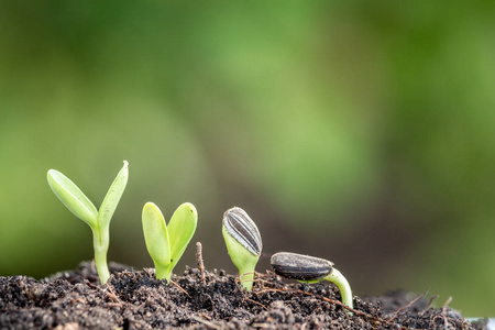 种子根在土壤新的生活开始概念照片