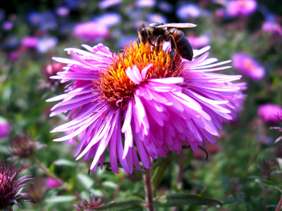 坐在 aster 的蜜蜂