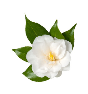 白山茶花图片