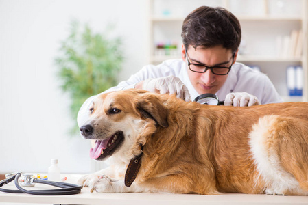 医生检查金猎犬狗在兽医诊所