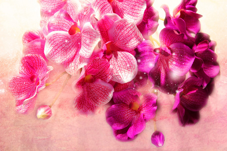 明亮的粉色和紫色兰花