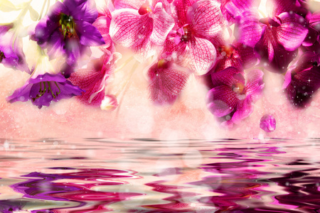 水上的投标紫色和粉红色的花朵