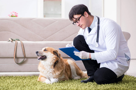 兽医检查金猎犬狗在家访问