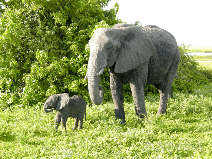 母亲和婴儿非洲大象博茨瓦纳非洲