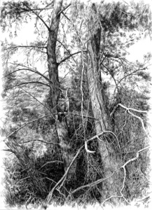 在树上的老鹰猫头鹰绘制。在纸上的墨迹