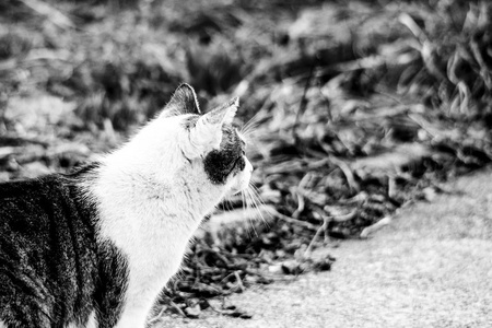 一只小虎家养的猫站在一个具体的路径旁边的草坪, 并期待在右侧