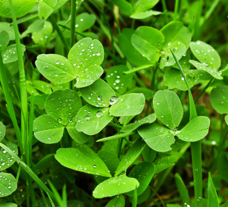 三叶草露水滴图片
