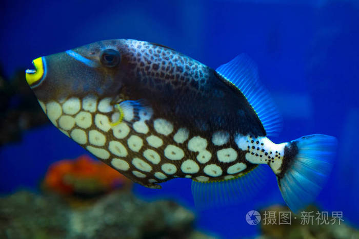 小丑triggerfish斑点triggerfish在水族馆游泳