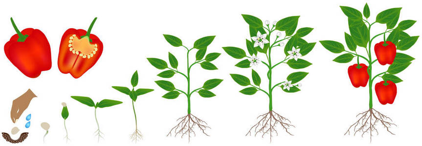 红辣椒植株生长周期, 在白色背景下被隔离照片