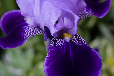 花园里的虹膜特写花