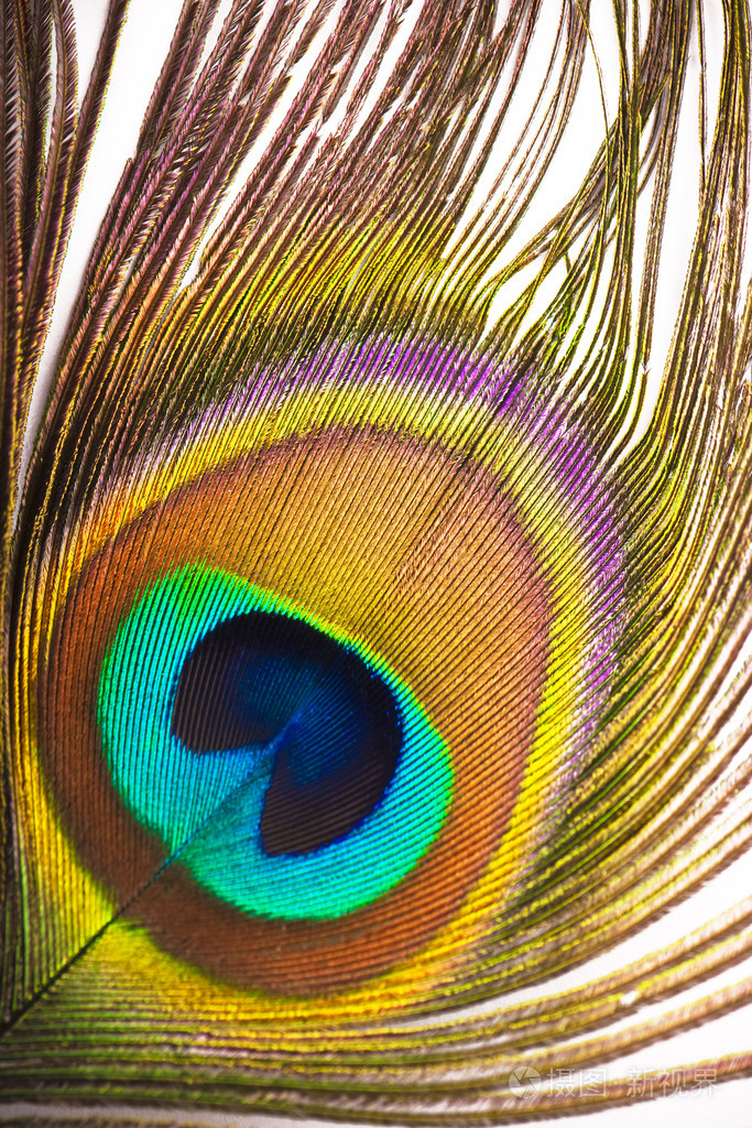 美丽的异国风情孔雀羽毛