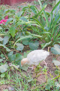 小火鸡夏天在院子里散步图片