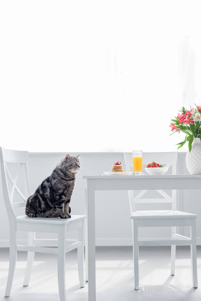 可爱的苏格兰直猫坐在椅子附近的桌子与早餐