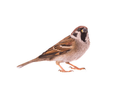 雄性麻雀关闭图片-雄性麻雀关闭素材-雄性麻雀关闭插画-摄图新视界