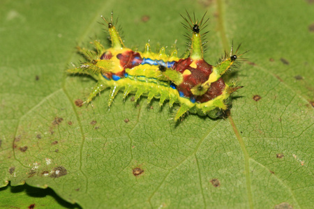 鳞翅目鳞翅目图片