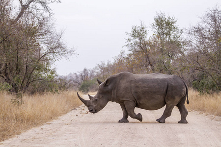 南非克鲁格国家公园南部白犀牛Rhinocerotidae 白犀属 simum simum 系列