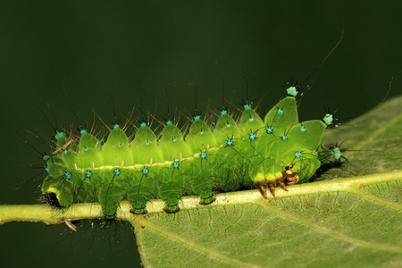 爬行昆虫图片大全