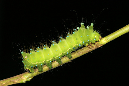 绿色昆虫幼虫