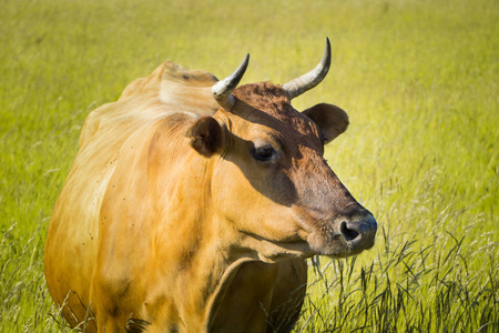 五颜六色的奶牛在草地上吃草在夏天