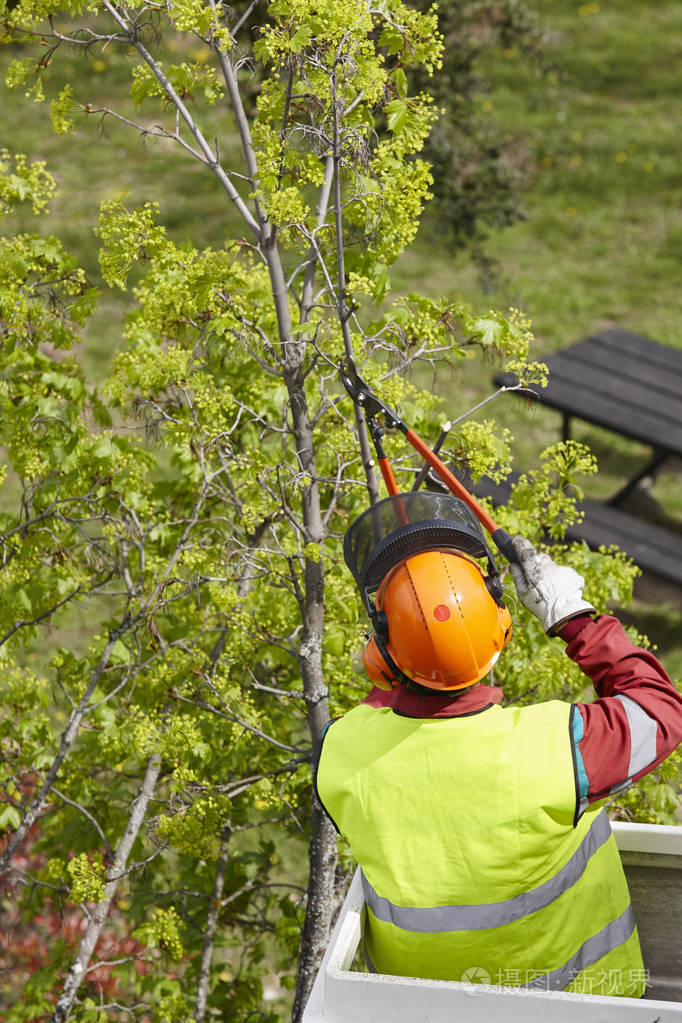 在起重机上修剪树的工人园艺工程