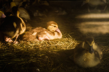 家禽场上的许多小鸭子在农场的绿草上行走。经济