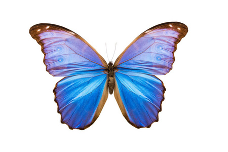 蝴蝶形态 nestira 在白色背景下分离