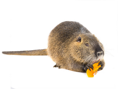 海狸鼠或海狸鼠吃南瓜海狸鼠 (海狸) 又名河鼠或海狸鼠哺乳动物动物