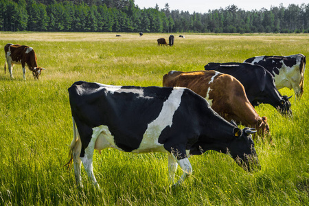 五颜六色的奶牛在草地上吃草在夏天照片