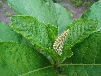 绿灌木花