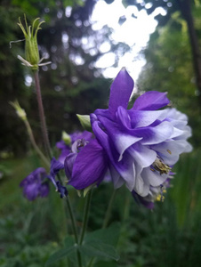 美丽柔和的紫色的花朵