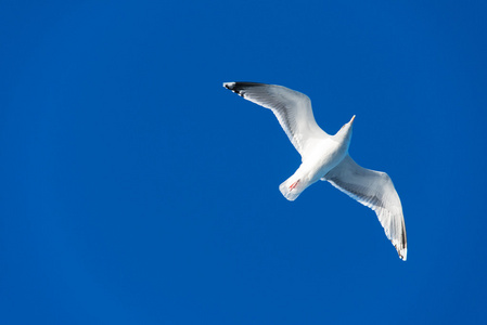 在明亮的蓝天海鸥