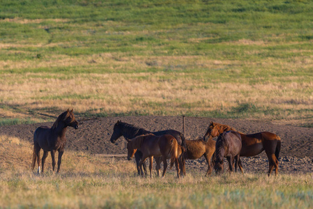 在日出时, 野马在草地上放牧。概念自由在自然