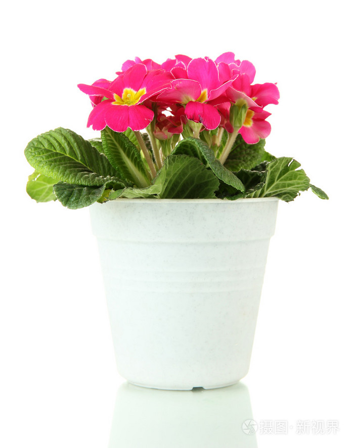 美丽粉红色报春花在孤立在白色的花盆