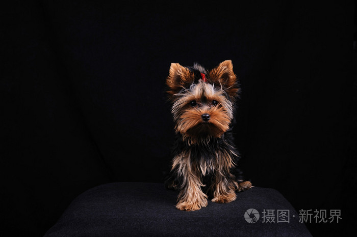 约克夏犬照片 正版商用图片05wflz 摄图新视界