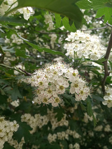 灌木上的白色小娇嫩的花朵