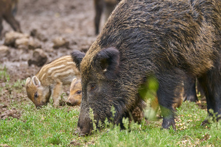 野生猪母猪和小猪生根觅食