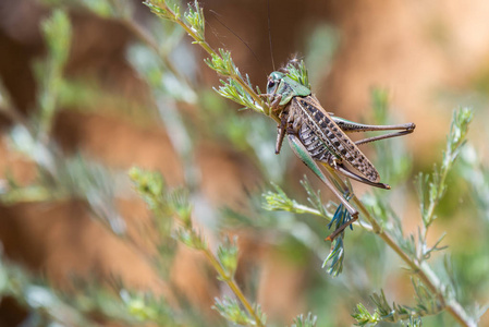 绿草中的疣咬或 Decticus verrucivorus