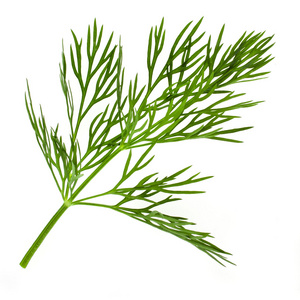 独活草枝孤立图片