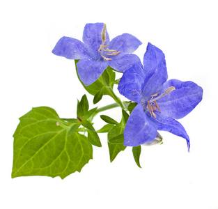 风铃光蓝风铃在白色背景上隔离的存储桶风铃蓝色鲜花花束风铃花束