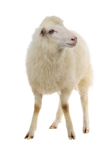 孤立的羊白色背景工作室拍摄的羊白色背景上孤立的羊羊羊羊站立在另一
