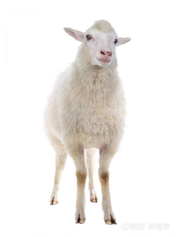 孤立在白色背景上的羊