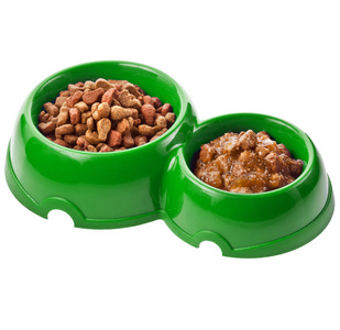 猫食在碗上白色隔离德文郡 rex 猫肖像在喜食的篮