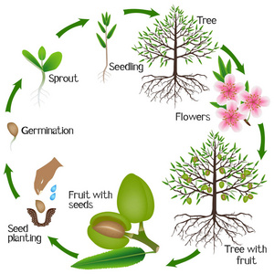 白色背景下杏仁树生长周期的研究照片
