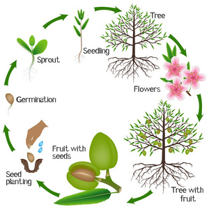 白色背景下杏仁树生长周期的研究