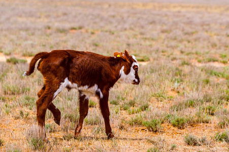 场畜牧业图片-场畜牧业素材-场畜牧业插画-摄图新视界