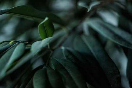 长青植物图片 长青植物素材 长青植物插画 摄图新视界